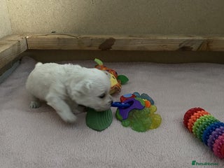 West Highland Terrier dogs - Advert 3