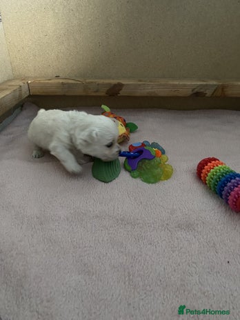 West Highland Terrier dogs - Advert 1