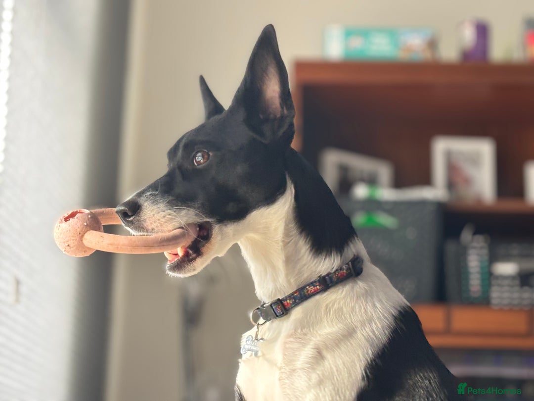 Mixed Breed dogs for sale: Poppy  - Advert 11