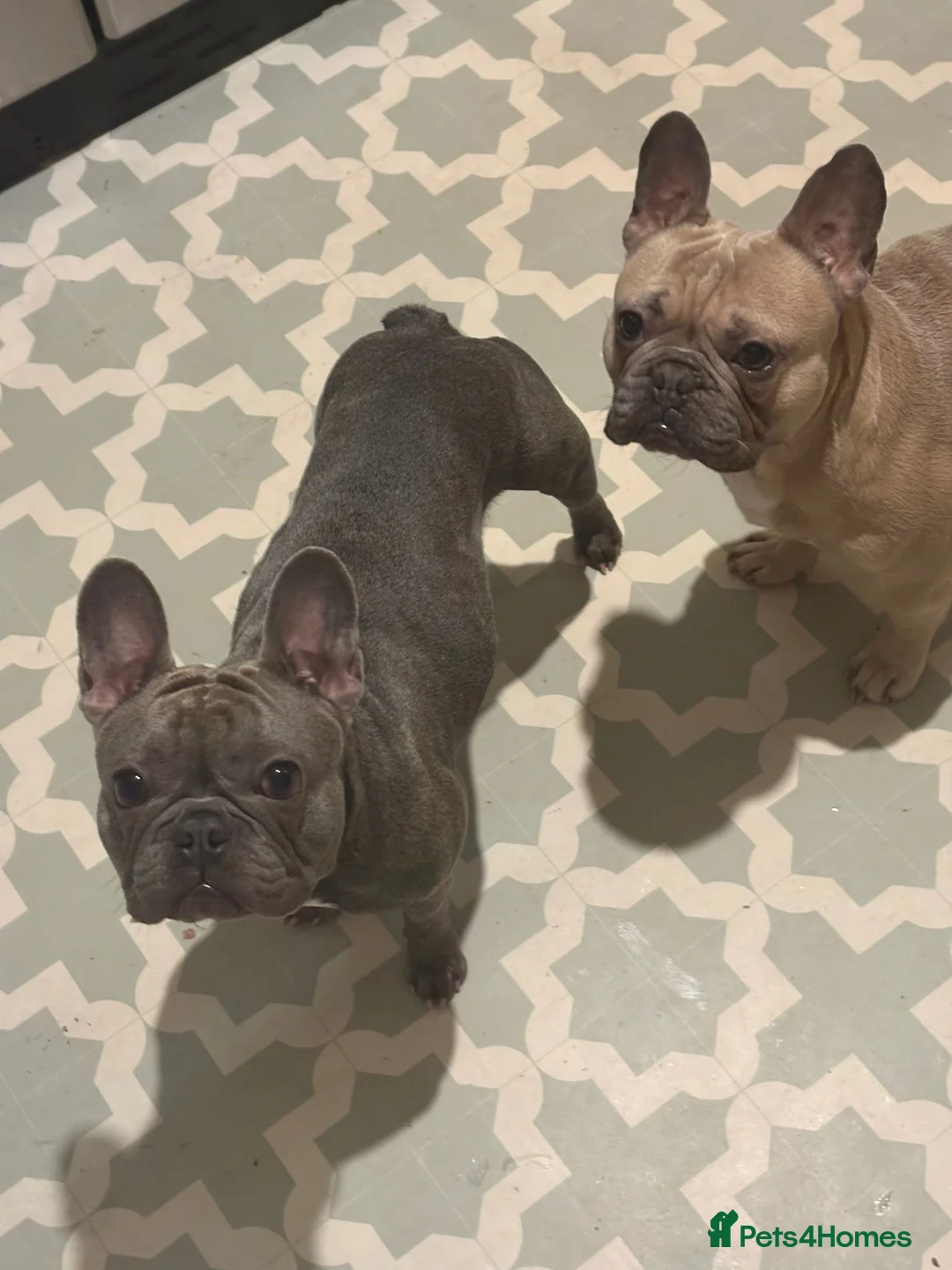 French Bulldog dogs for sale: French Bulldog Puppies - Advert 10