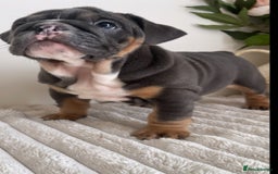 English Bulldog dogs for sale: Top quality English bulldog puppies  - Image 26