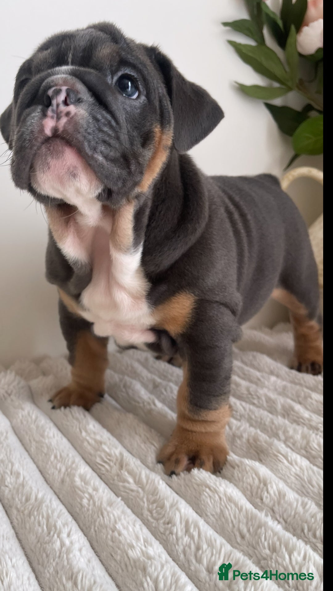 English Bulldog dogs for sale: Top quality English bulldog puppies  - Image 26