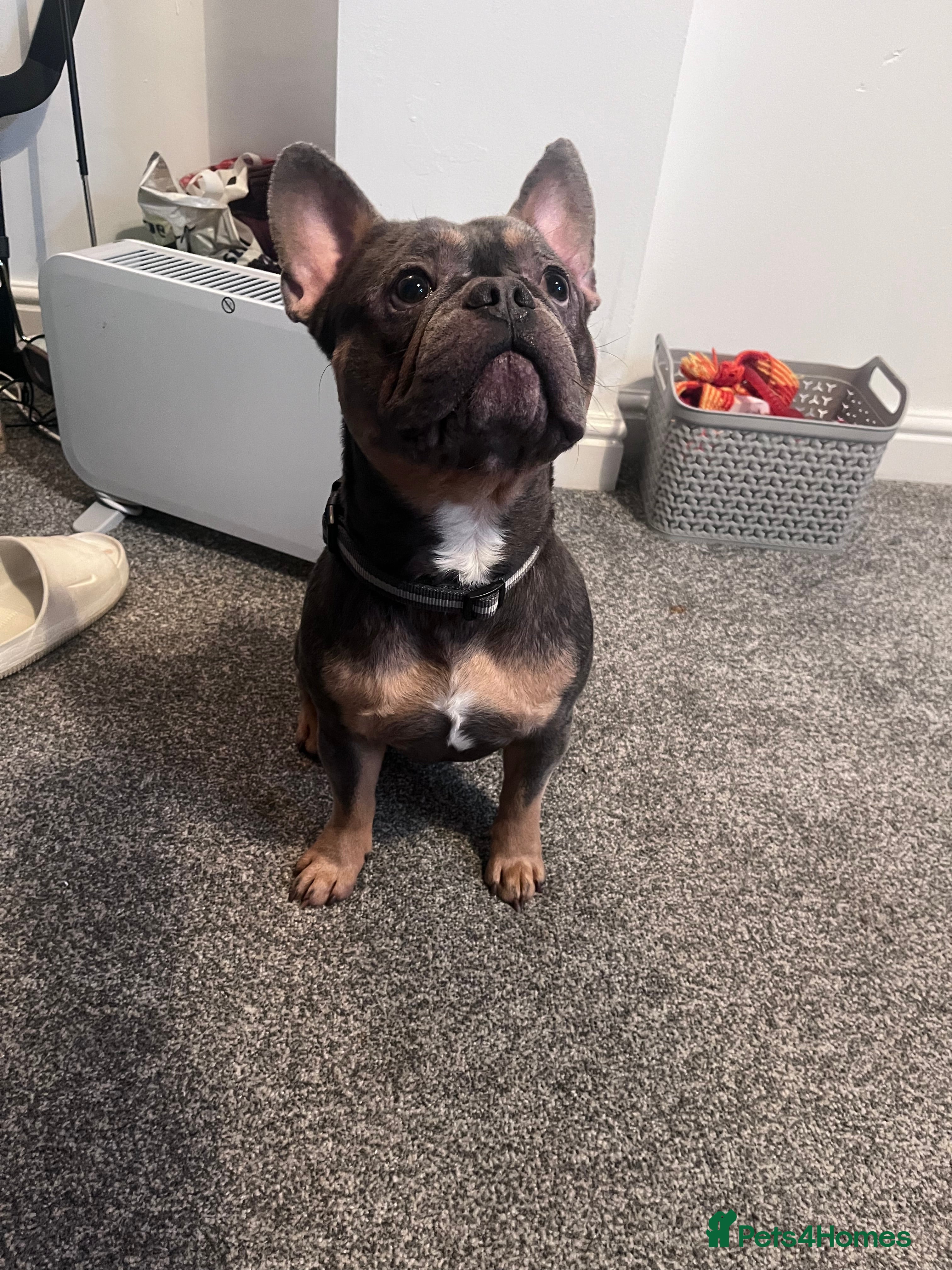 French Bulldog dogs Male French Bulldog Family Friendly - Advert 1