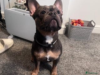 French Bulldog dogs Male French Bulldog Family Friendly - Advert 1