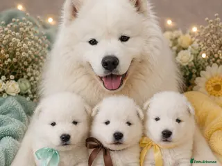 Samoyed dogs The last 2 girls - Advert 1