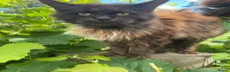 Maine Coon cats for sale: STUNNING MAINE COON - Advert 6