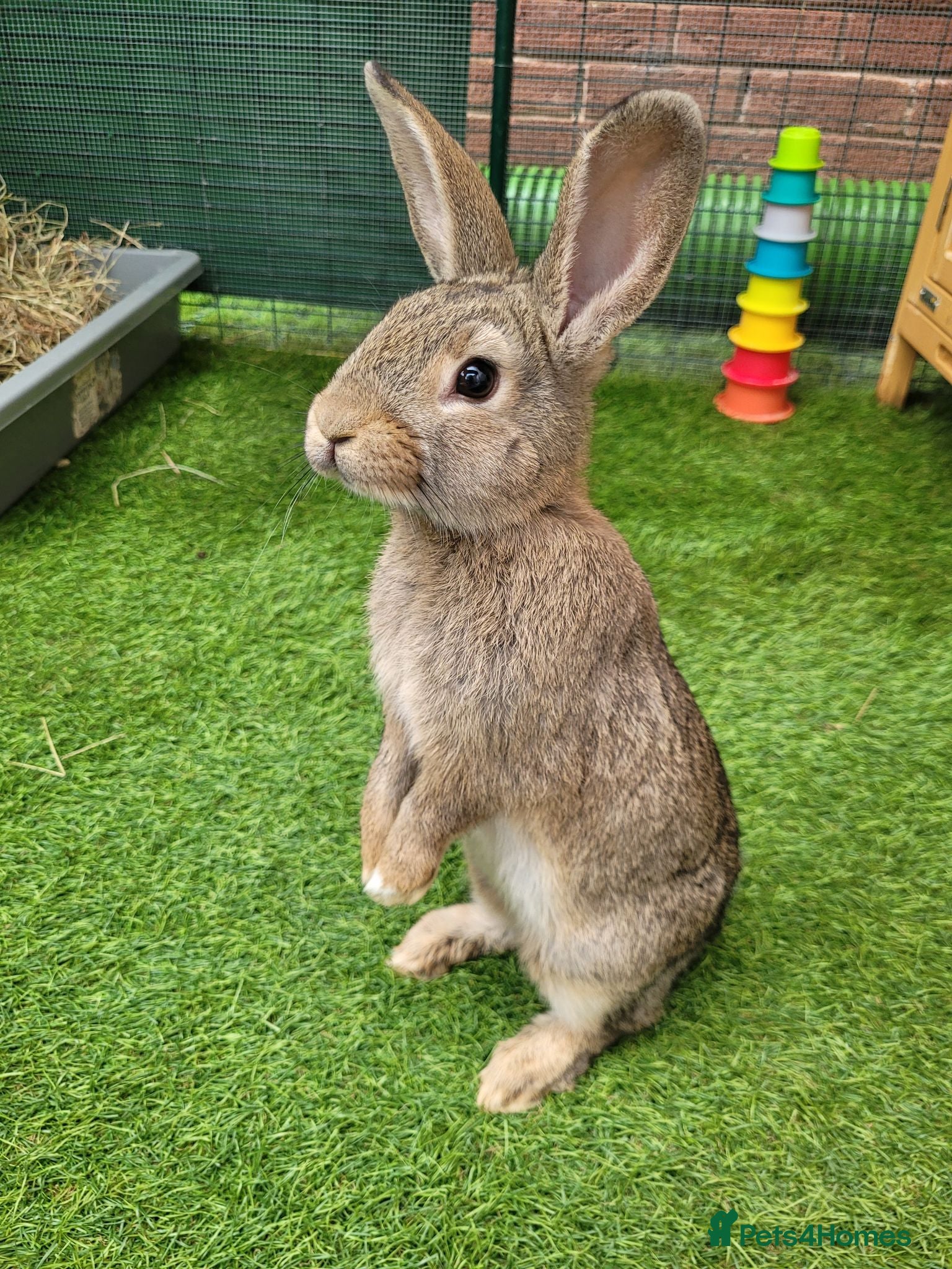 Mini Lop rabbits Mini Lop Mix Female Rabbit - LAST ONE AVAILABLE - Advert 4