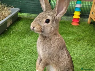 Mini Lop rabbits Mini Lop Mix Female Rabbit - LAST ONE AVAILABLE - Advert 4