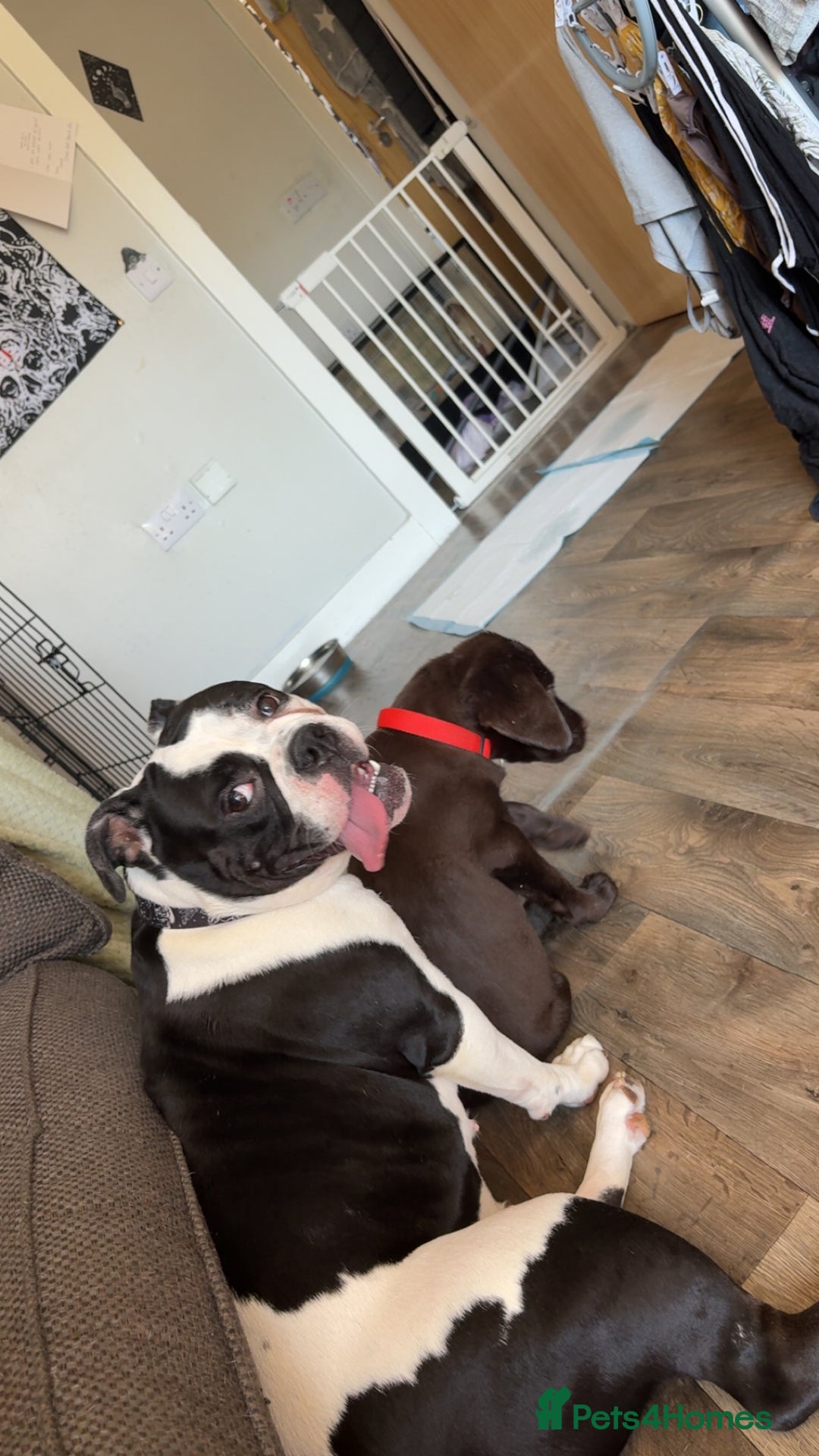 Olde English Bulldogge dogs for sale: 2 year old Olde English bulldog  - Advert 2