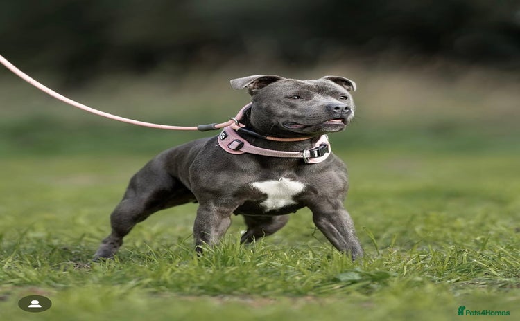 Staffordshire Bull Terrier dogs - Advert 5