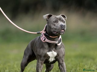 Staffordshire Bull Terrier dogs - Advert 3