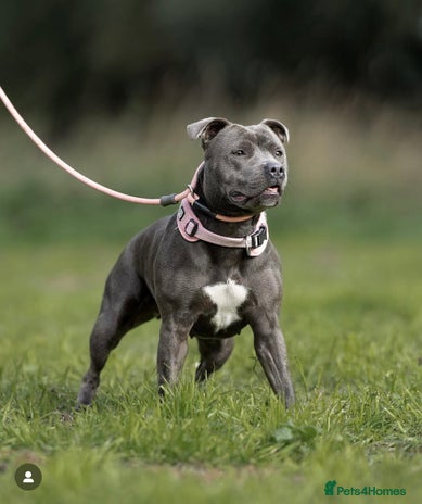 Staffordshire Bull Terrier dogs - Advert 1