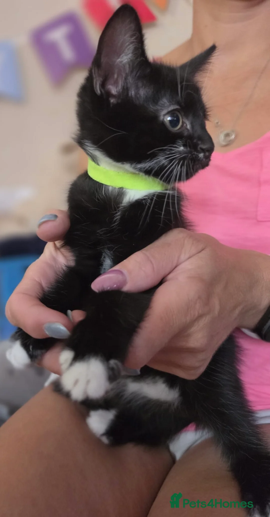 Mixed Breed cats for sale: Beautiful kittens ready now x in Hereford - Advert 2