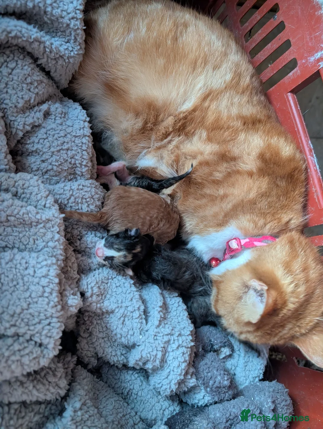 Mixed Breed cats for sale: Kitten looking for there forever homes  - Advert 9