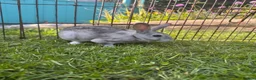 Rex rabbits for sale: Mini Rex Bunnies - Vienna & chinchilla Rex  - Advert 5