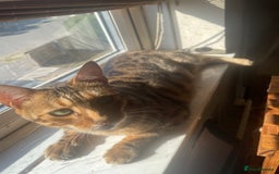 Bengal cats for sale: Bengal cat  - Image 1