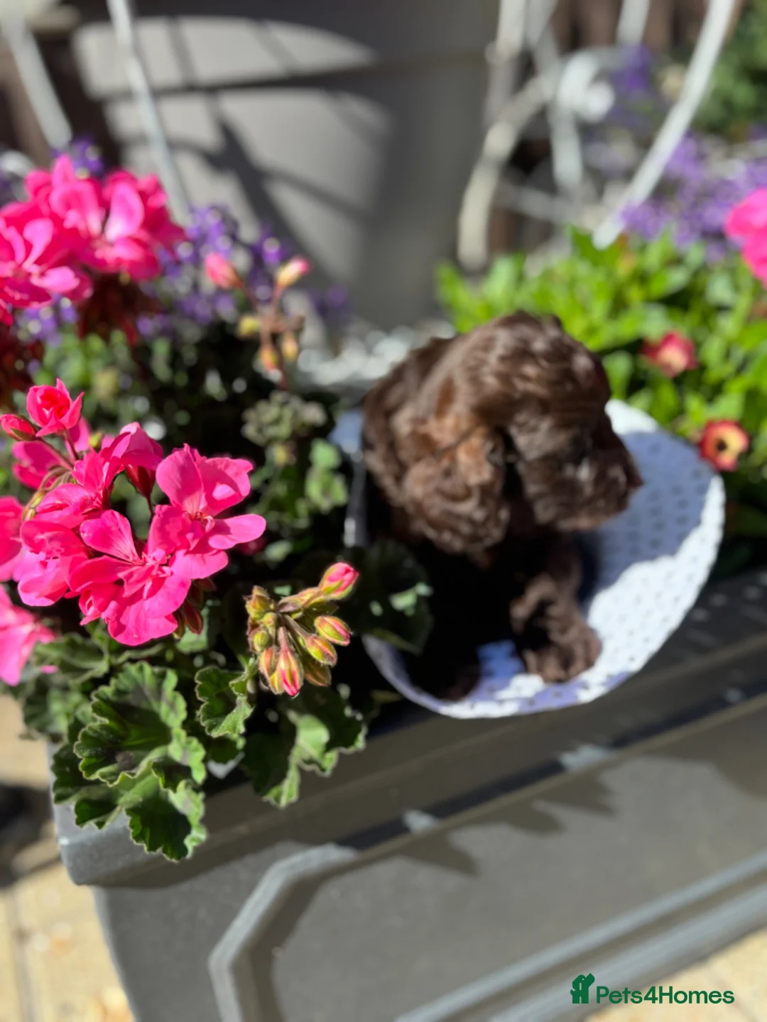 Cockapoo dogs for sale: Adorable Cockapoo puppies  - Advert 1