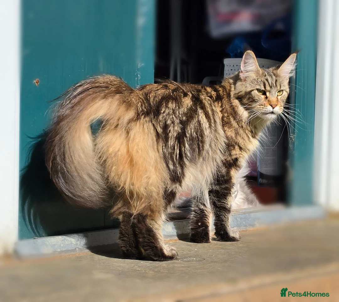 Maine Coon cats for sale: Adorable Maine Coon Kittens - Advert 1
