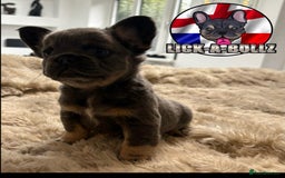 French Bulldog dogs for sale: Exclusive French bulldog puppies  - Image 13