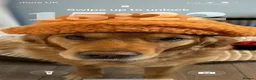 Golden Retriever dogs for stud: Beautiful Pure Golden Retriever FOR STUD - Advert 4