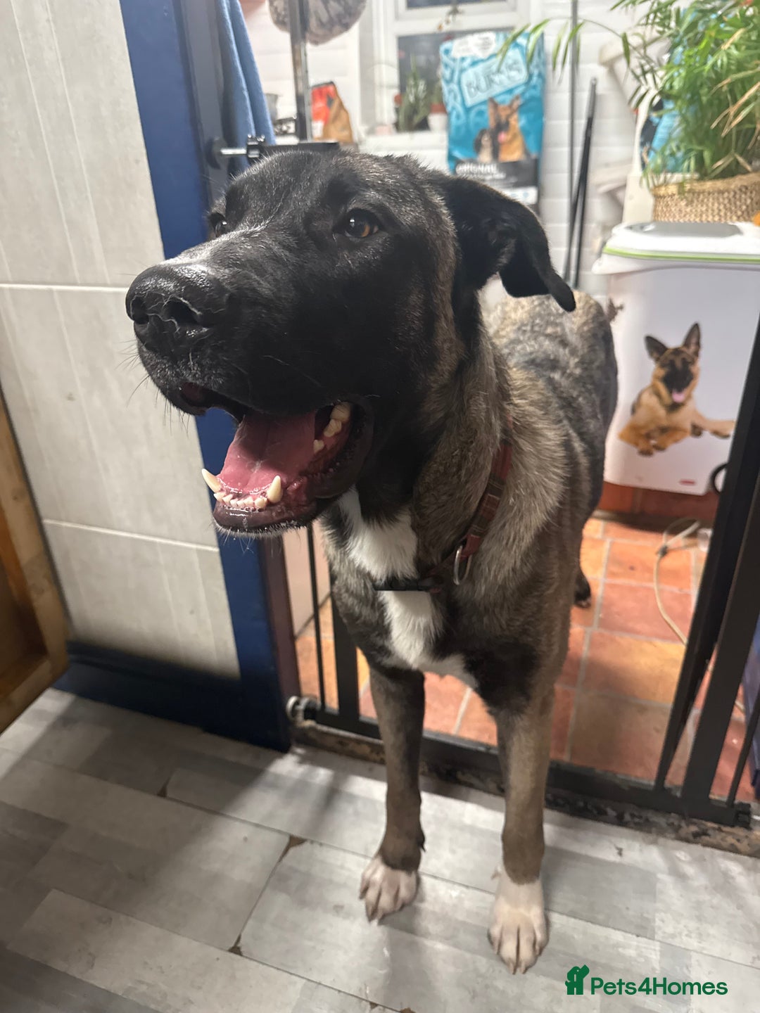 Mixed Breed dogs for sale: Rafeiro Alentejo  - Advert 2