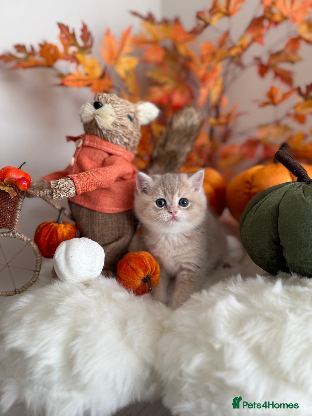 British Shorthair cats for sale: Blue Golden British Shorthair - Image 11