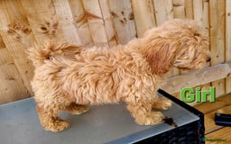 Maltipoo dogs for sale: Adorable Maltipoo Puppies for sale-ONE BOY LEFT - Image 8