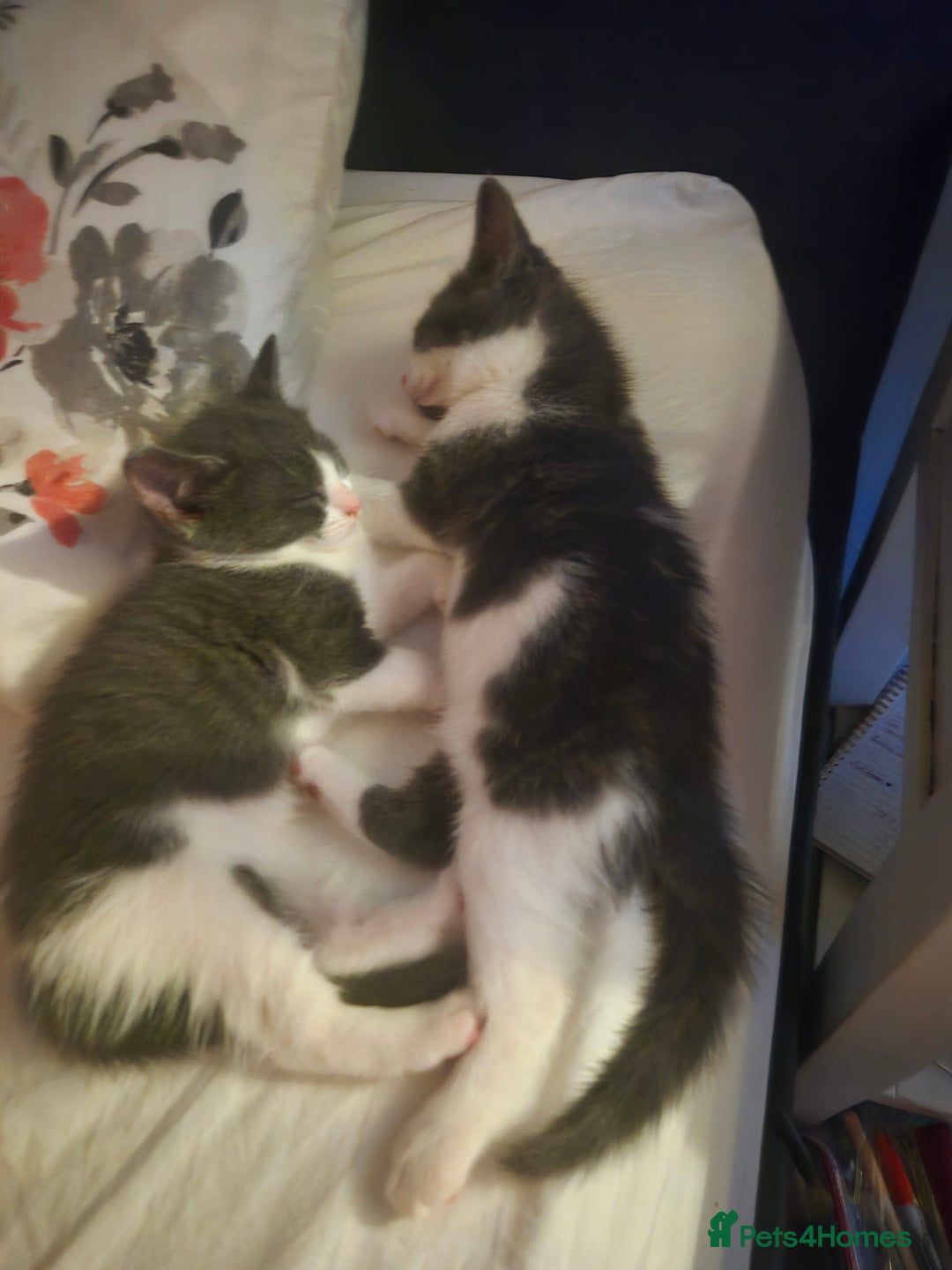 Ragdoll cats for sale: Half ragdoll kittens  - Image 2