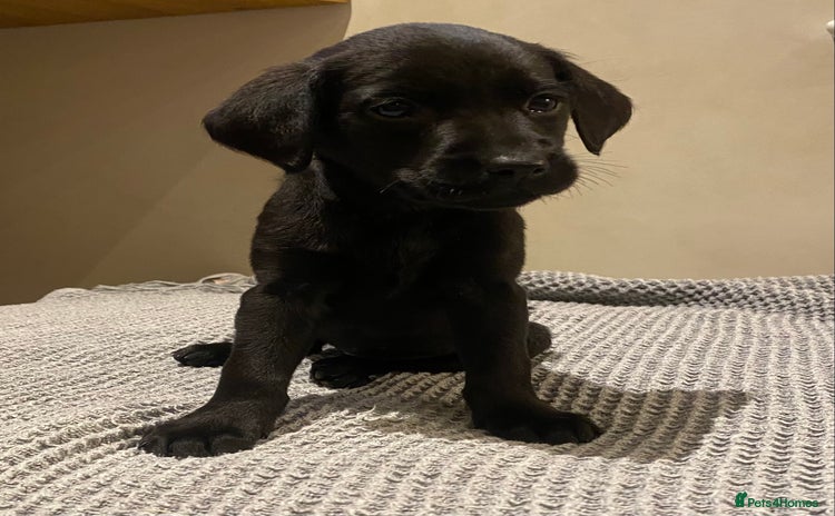 Labrador Retriever dogs - Advert 1