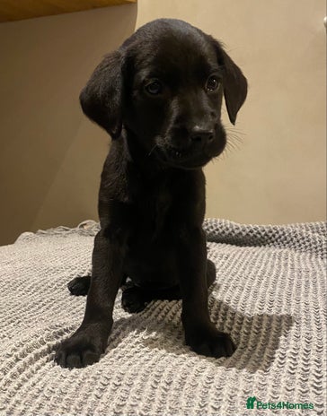 Labrador Retriever dogs - Advert 1