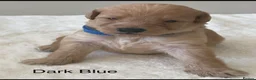 Labradoodle dogs for sale: Ready now - last few remaining  - Advert 34