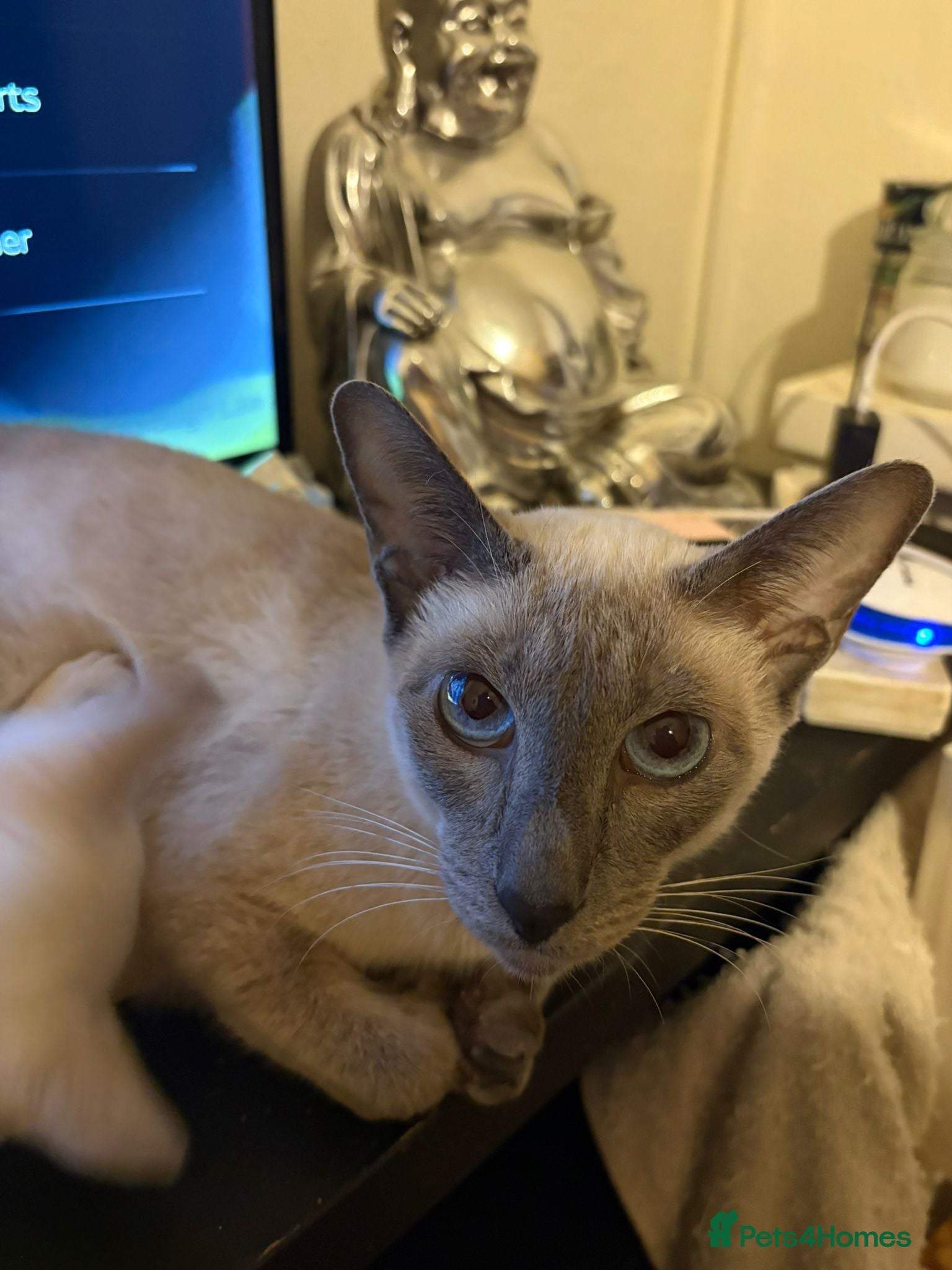 Siamese cats Siamese Kittens – Ready Now - Advert 7