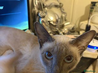 Siamese cats Siamese Kittens – Ready Now - Advert 1