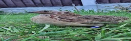 Quail poultry for sale: 🐣 Live Coturnix Jumbo Quail for Sale 🐣 - Advert 4