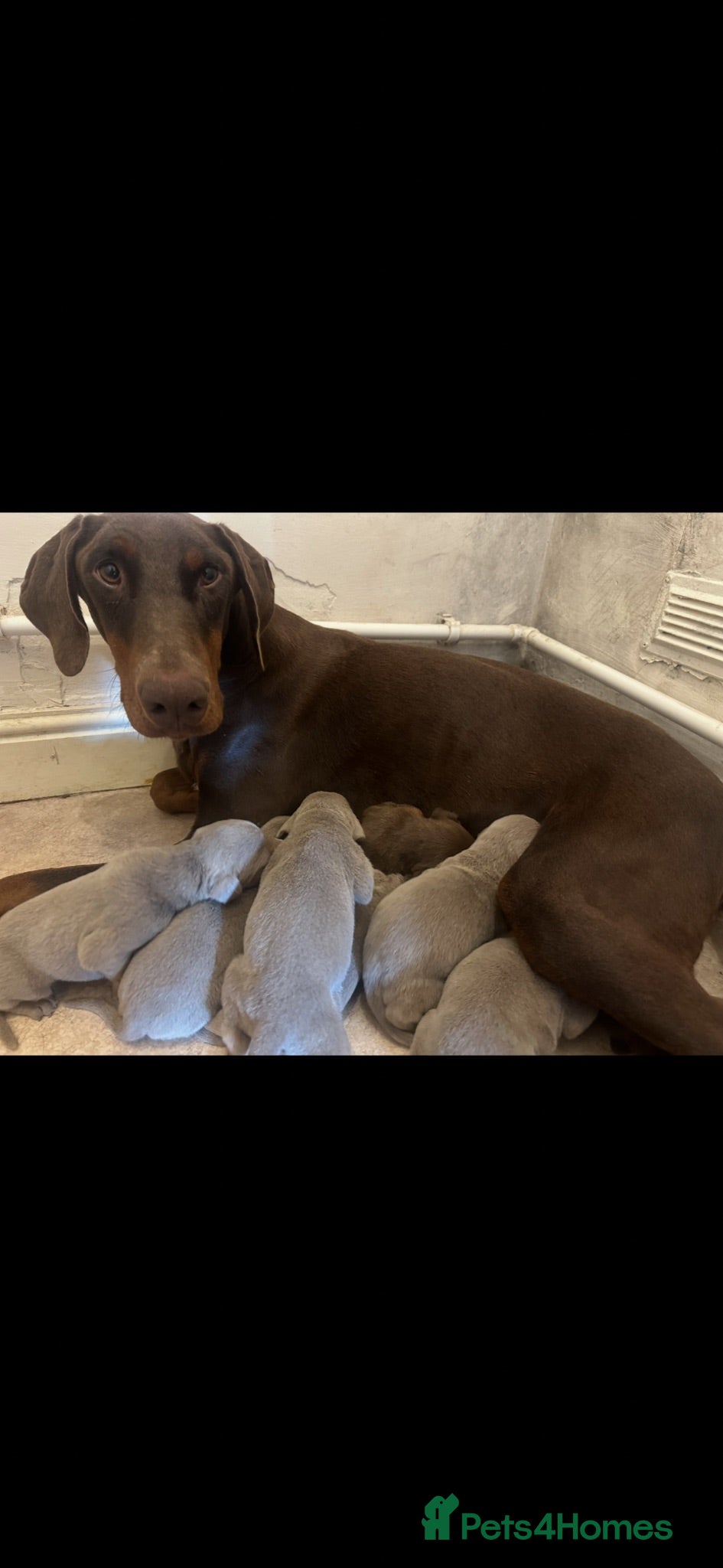 Dobermann dogs ISABELLA & TAN KC REGISTERED DOBERMAN PUPPIES - Advert 1