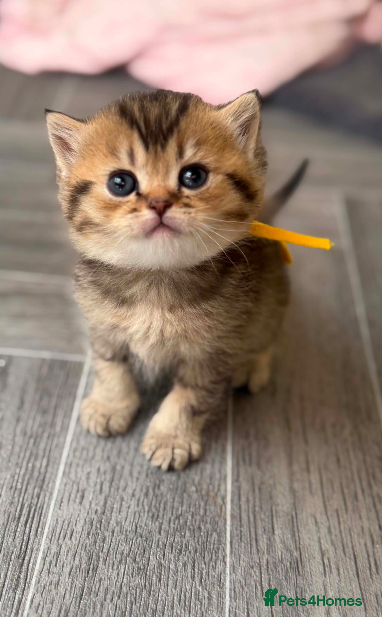 British Shorthair cats ⭐️CHUNKY TICA BRITISH SHORTHAIR KITTENS⭐️ - Advert 12
