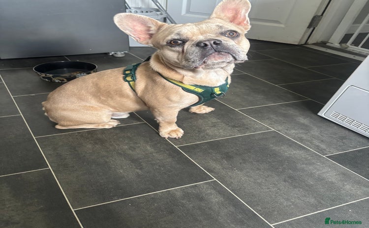French Bulldog dogs - Advert 1