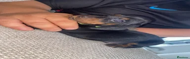Dachshund 2