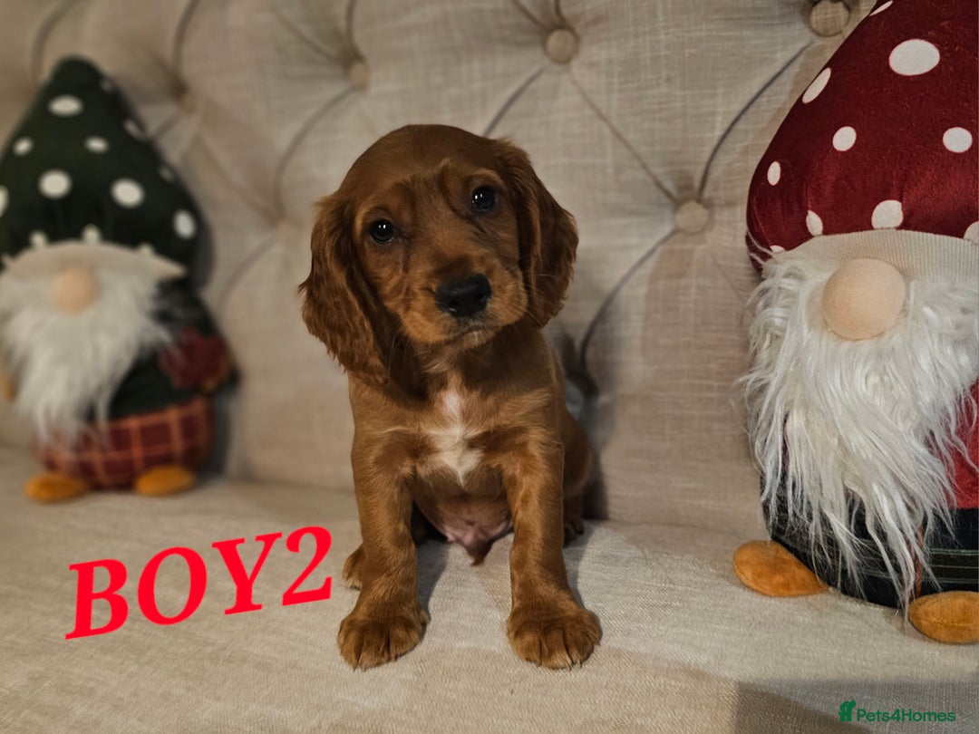 Cocker Spaniel dogs for sale: KC REGISTERED WORKING COCKERS - Image 15