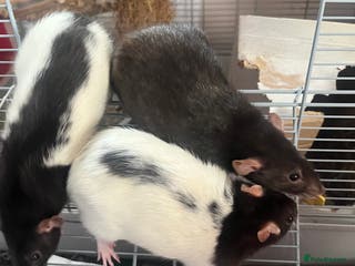 Rat rodents 3 female fancy rats for sale with cage ect. - Advert 6