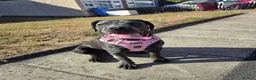 Cane Corso dogs for sale: Cane Corso - Advert 15