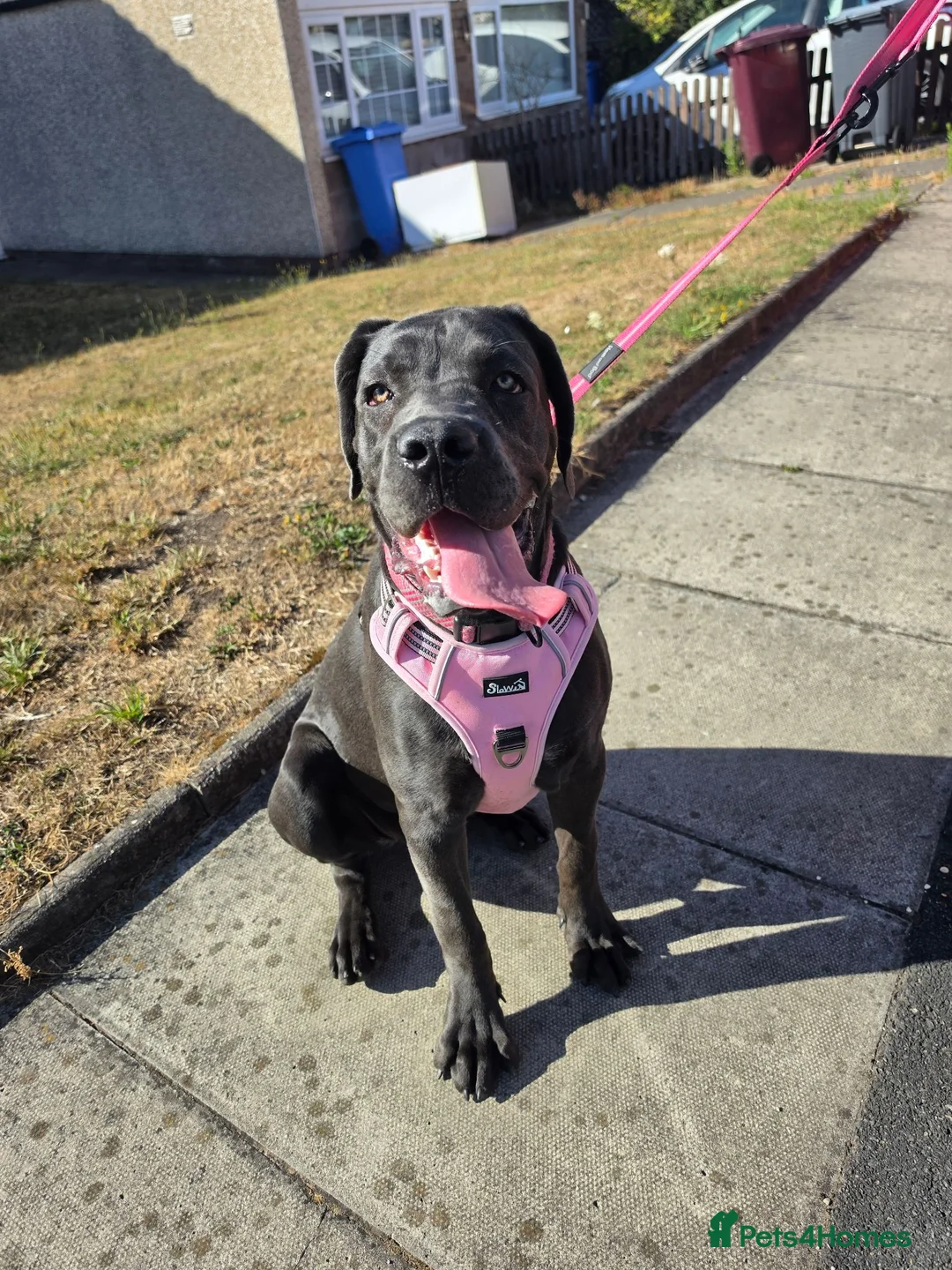 Cane Corso dogs for sale: Cane Corso - Advert 15
