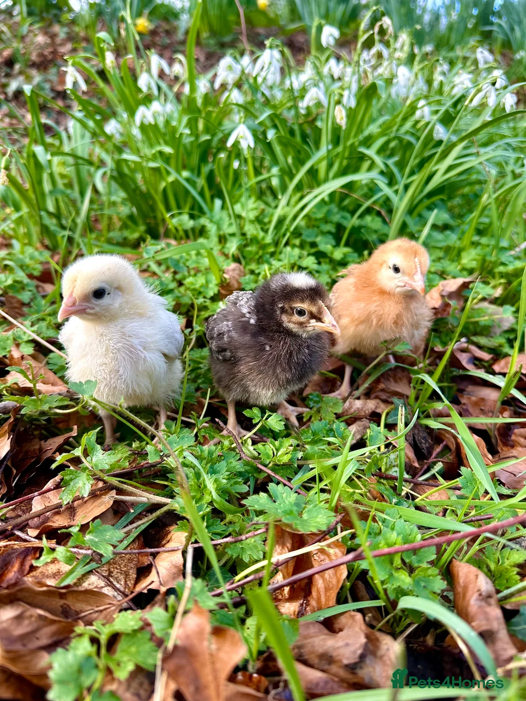 Chickens poultry for sale: Female Ducklings & Chicks  - Advert 1