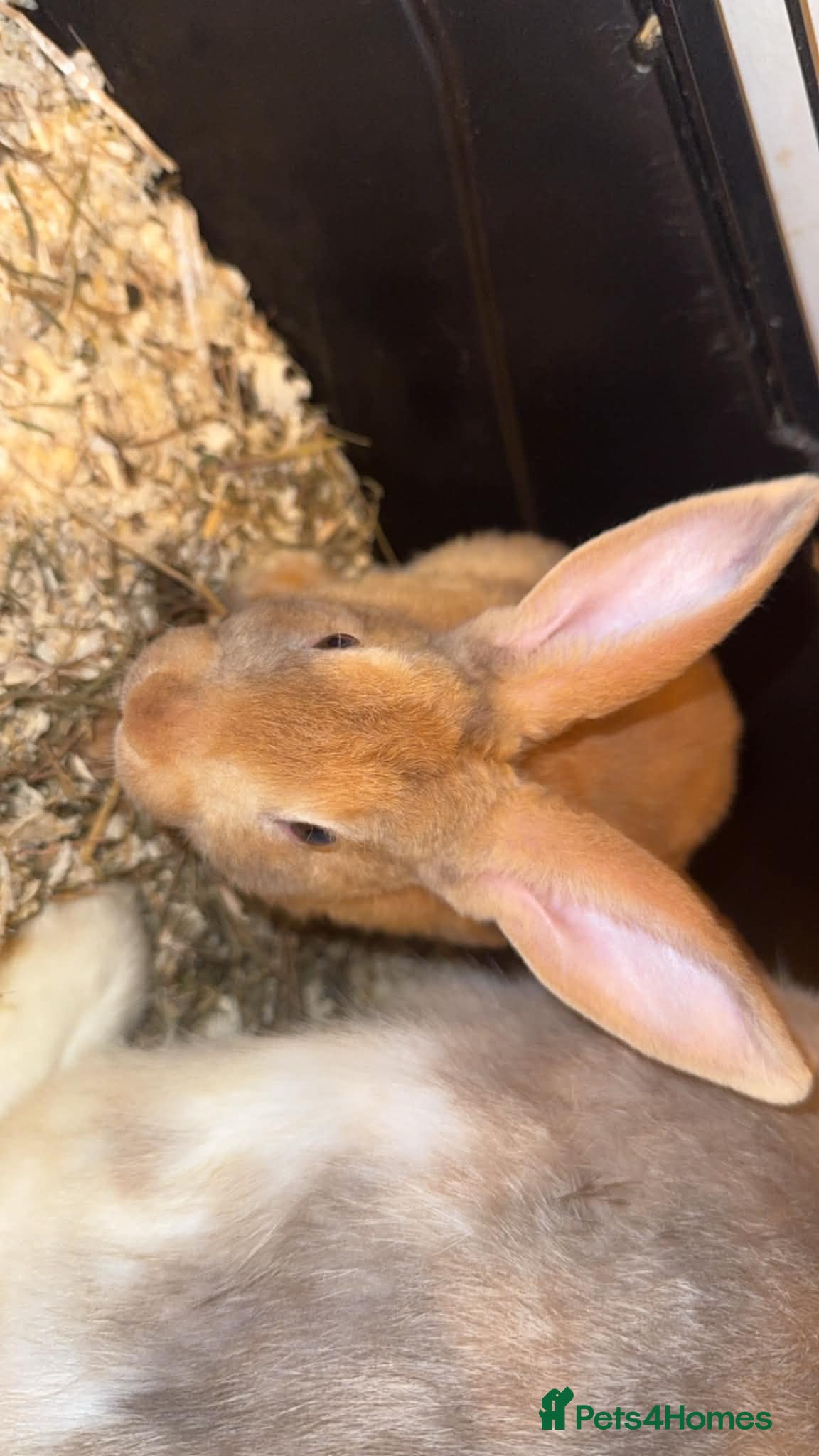 Mixed Breed rabbits Baby rabbits   - Advert 1