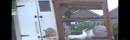 Doves birds for sale: 6 fantails Doves to rehome in Bath - Advert 5