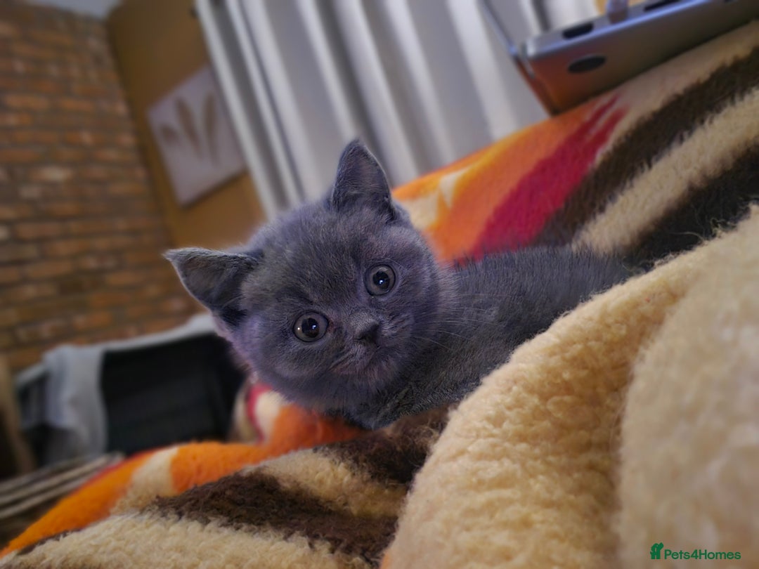 British Shorthair cats for sale: Adorable British Shorthairs. Ready 29/12. - Advert 7