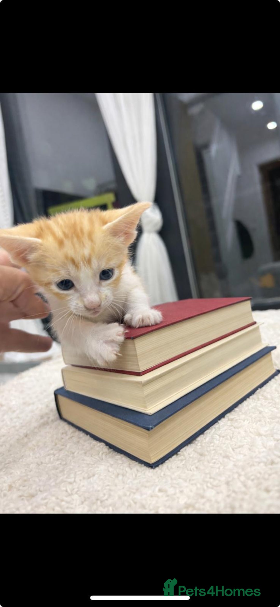 Oriental cats for sale: Gorgeous oriental kittens  - Advert 10