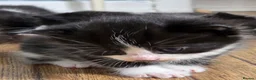 Mixed Breed cats for sale: 6 kittens ready to go to their forever home in Lincoln - Advert 5