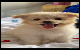 Mixed Breed dogs for sale: Beautiful Pomachons  - Image 5