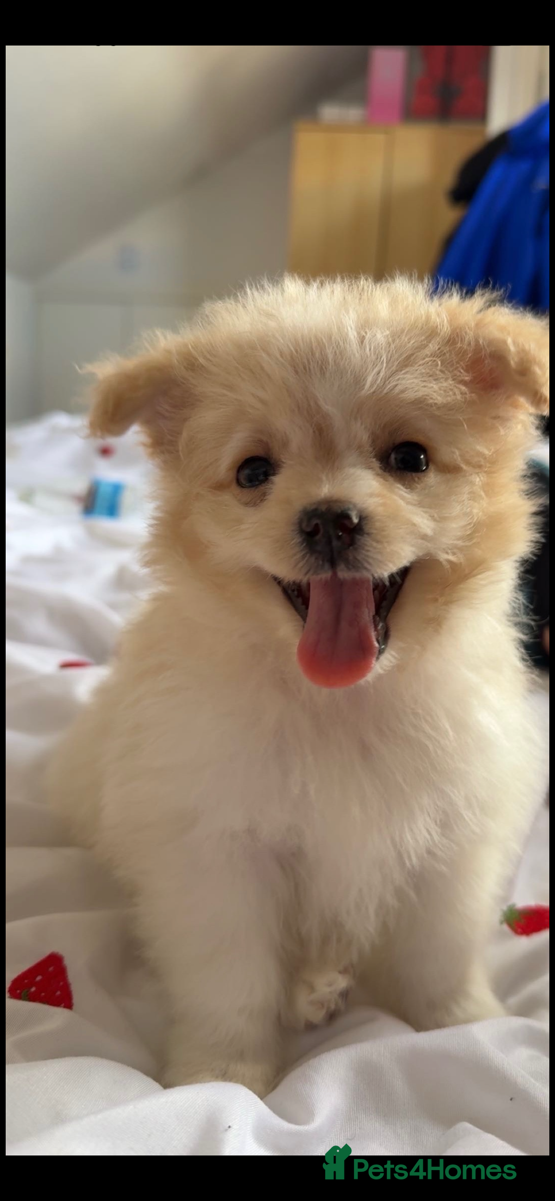 Mixed Breed dogs for sale: Beautiful Pomachons  - Image 5